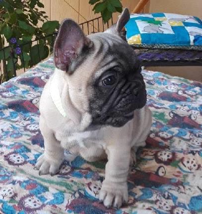 Hmmmm lovely pug puppies are available