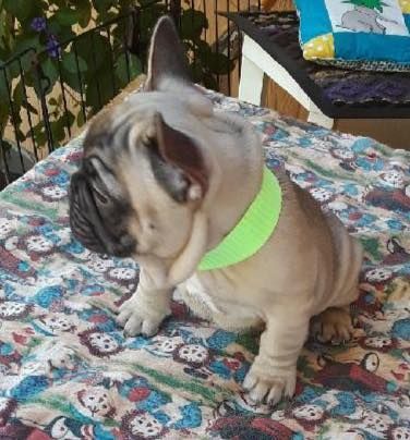 Pug Puppies Ready Now!