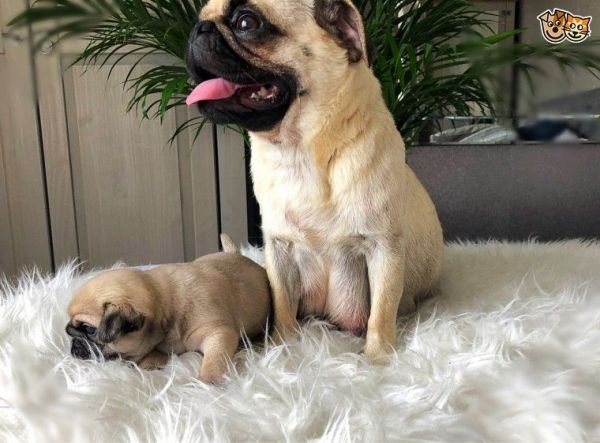 pug puppies for sale