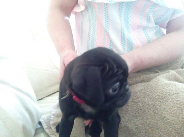 Affectionate Amazing Best Pug Puppies