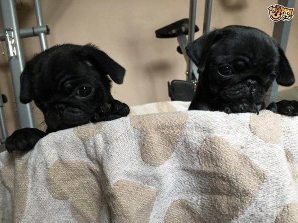5 Beautiful Black Pug Puppies