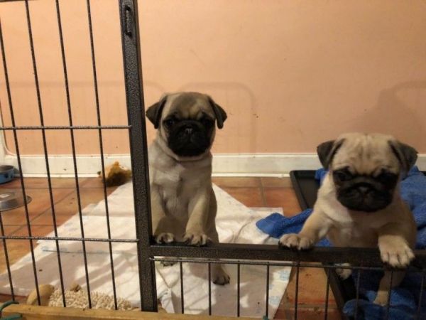 Beautiful Boston Terrier X Pug Puppies