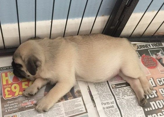 lovely litter of pug puppies