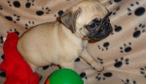 Pug puppies for sale