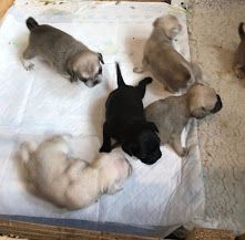 AKC Reg Pug Puppies