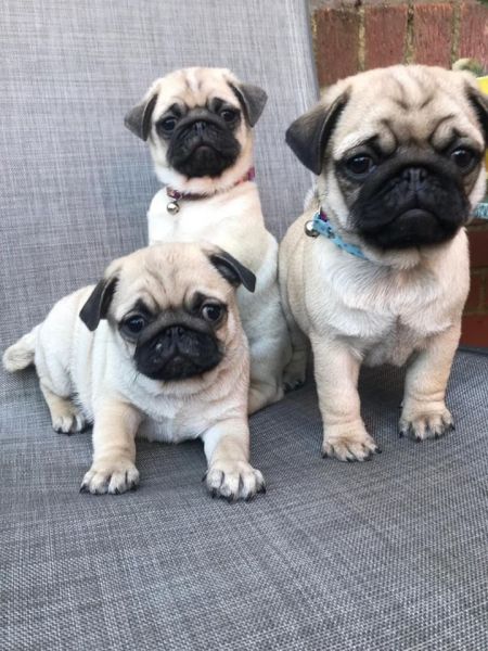 Pug Puppies For Sale SMS***