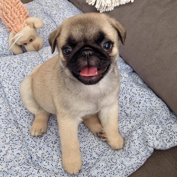 Pug Puppies for sale