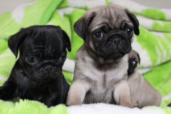 Beautiful and charming Pug puppies.(***) ***-***0