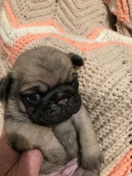 Champion Line AKC fawn Pug
