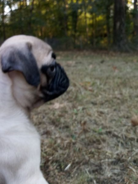 PUREBREED PUG PUPPIES FOR SALE