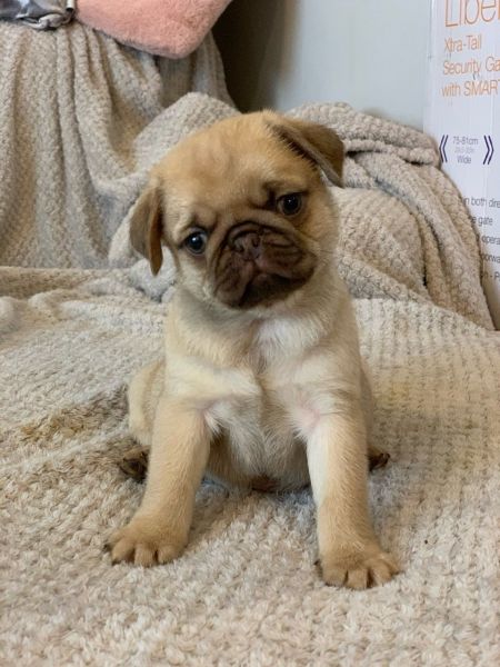 4 Lovely Pugs for sweet homes