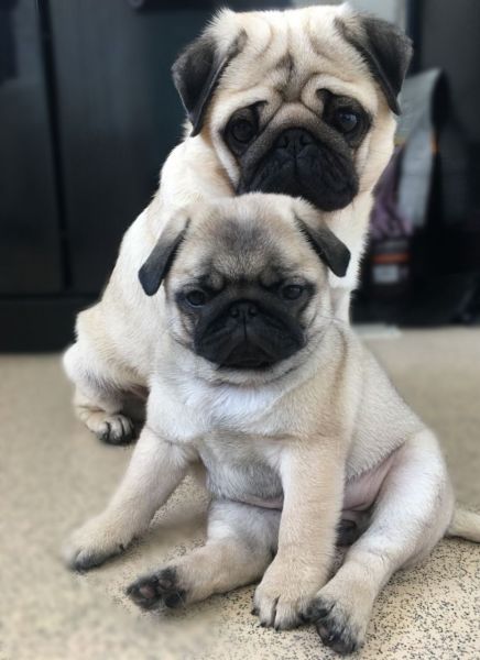3 Beautiful Pedigree Girl Pugs For Sale