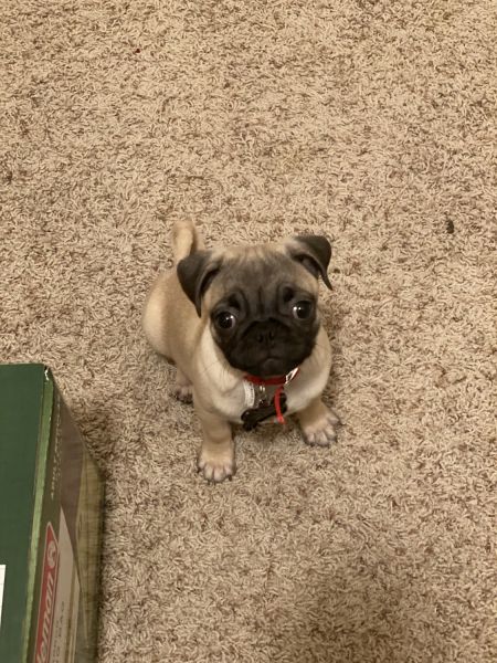 Female 18 week Pug Puppy