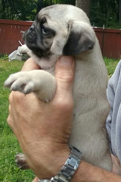 beautiful purebred female pugs