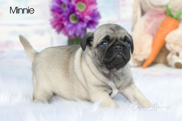 Pug female, Surrey Rd. Clare michigan