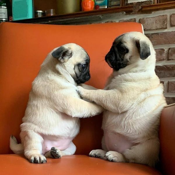 pug puppies for sale