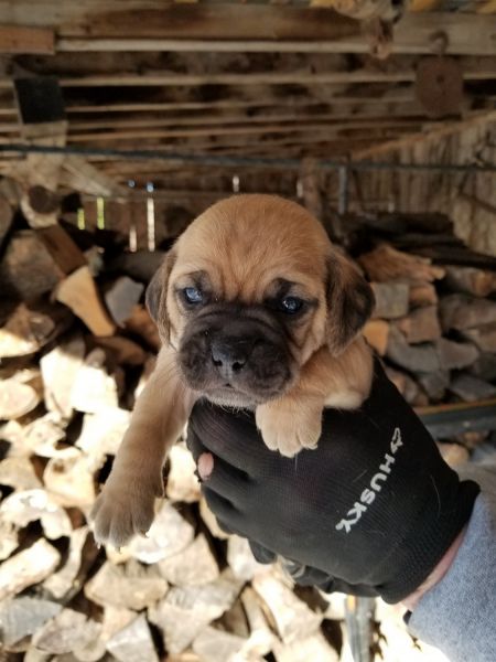 Puggle puppies