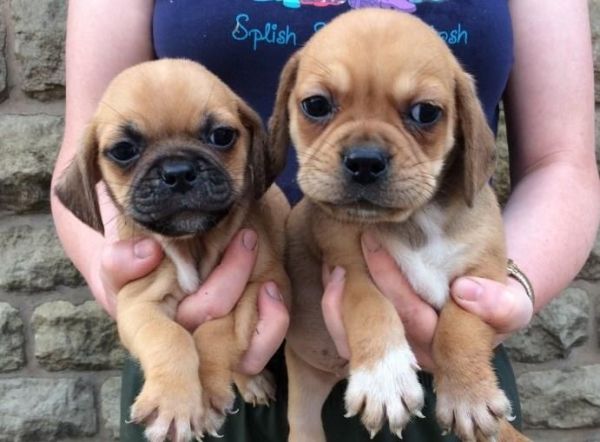 Cute Puggle Puppies