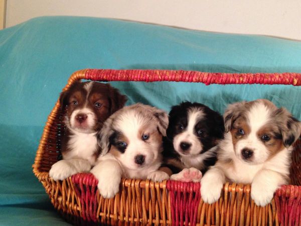 Akc Mini Aussie Pups In San Diego