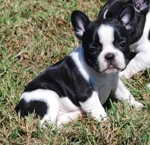 French Bulldog Puppies For Adoption