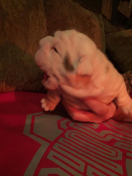 English bulldog Male Puppy