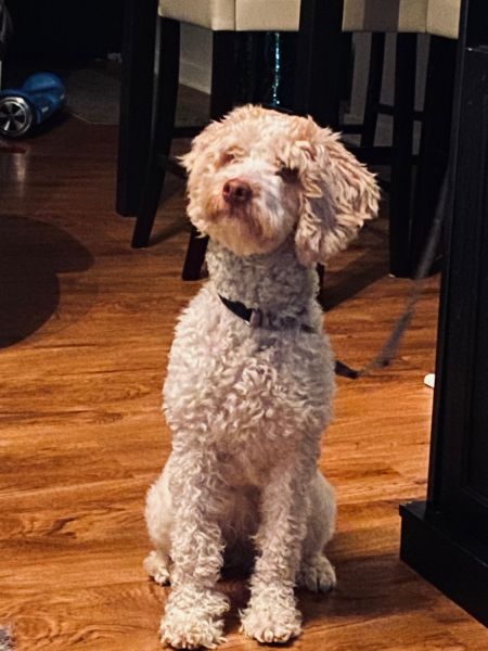 Golden doodle poodle for sale