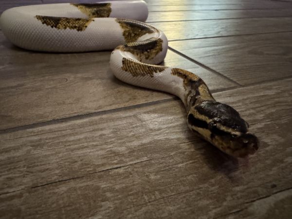 Pie Ball Python