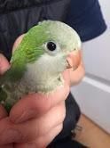 Baby Hand Reared Quaker Parrots