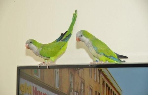 Silly Tame Baby Quaker Parrots