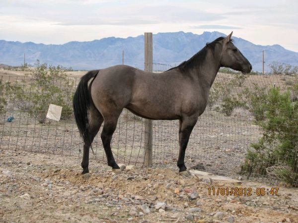 Quarter Horse Mare