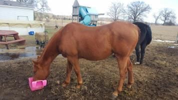 Cute Quarter House For Adoption Text(***) ***-***3