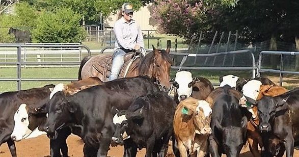 Beautiful 7 yo mare! She was started as a reining horse and I bought h