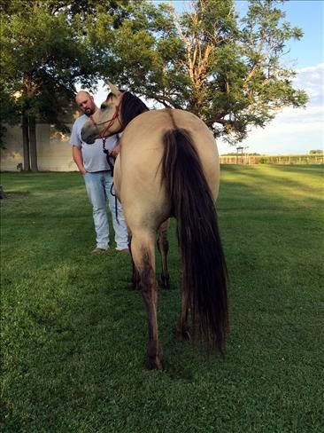 xz**zx Dun quarter mare horse ***