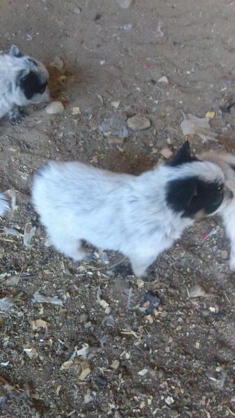 Queensland Heller's for sale