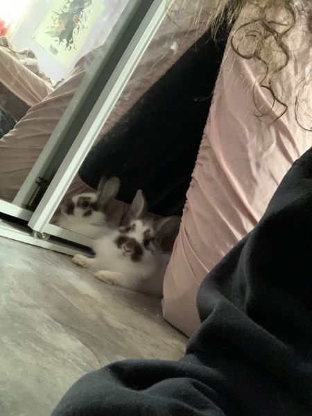 Long haired fluffy rabbit