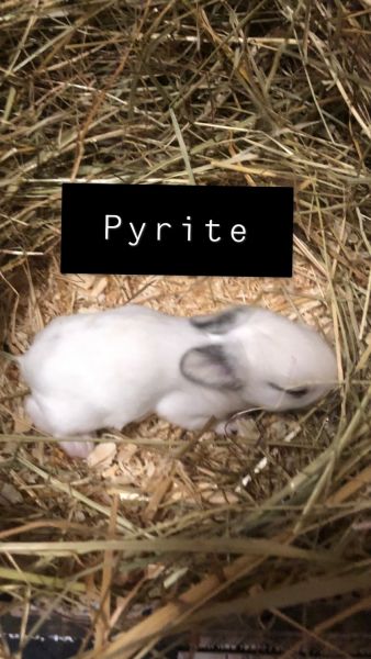 17 Baby Bunnies/Rabbits