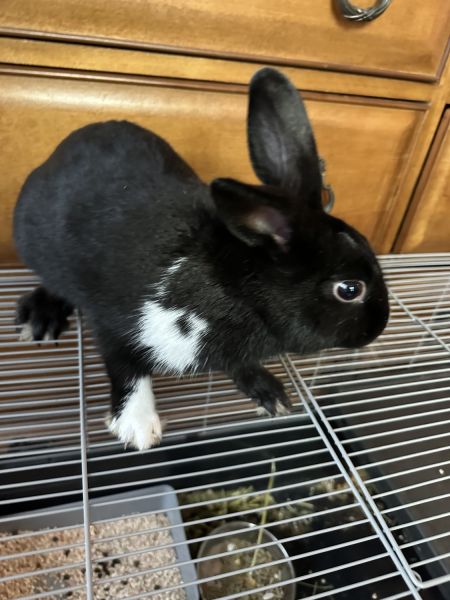 Short Haired Male Bunny