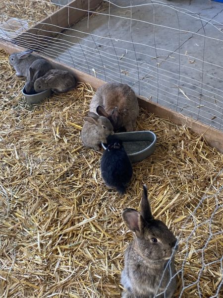Bunnies 5 weeks old