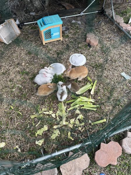 Baby’s bunnies