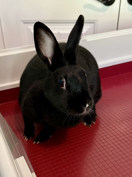 Female rabbit rehoming