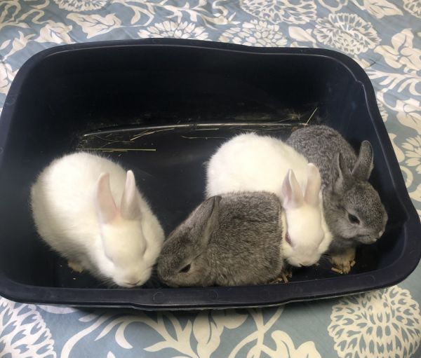 2 month old bunnies