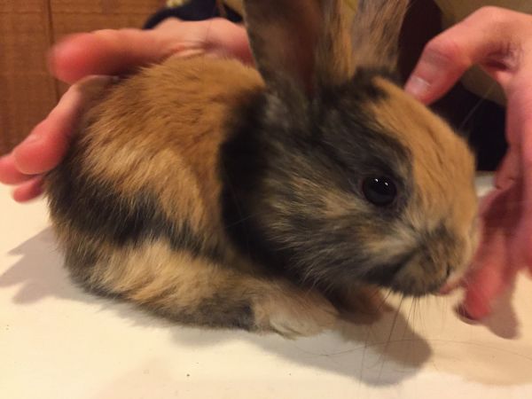 Harlequin rabbit kits for sale