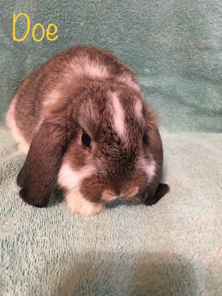 Mini Lop/Holland Lop Mixes