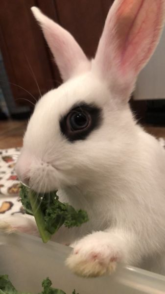 English spot Dutch mix buck