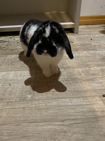 4-6 month old rabbits