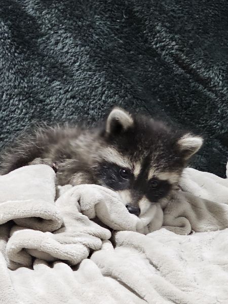 Racoon female 8wks