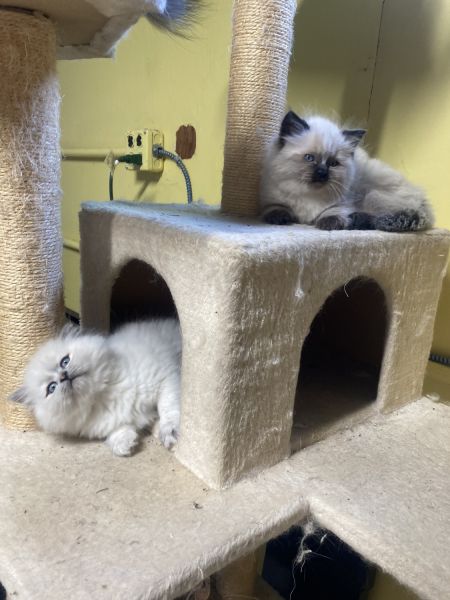 2 kitty’s 2 months old, 1 seven months 1 two years