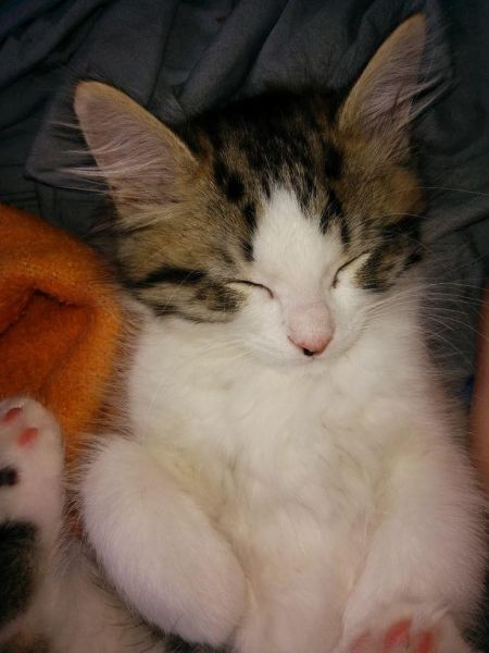 Alert Ragamuffins kittens attractive