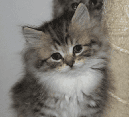 RagaMuffin Purebred Kittens. Registered ACFA.