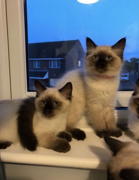 Ragdoll kitten for sale
